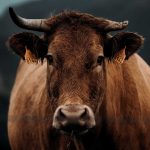 Cattle Continues Slide into the Weekend on Weaker Cash and Beef