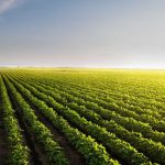 Soybeans Close with Strength, as Crush Data Exceeds Estimates